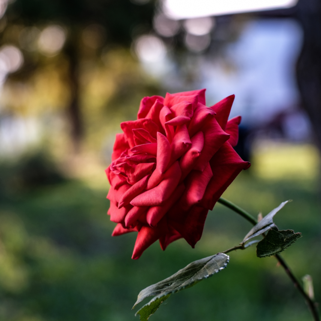 Tipos de cheiro: rosa.